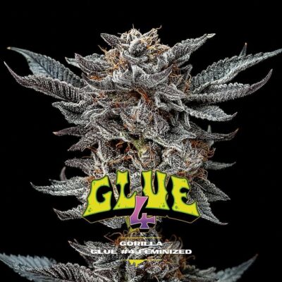 Gorilla Kingdom Glue 4 Feminisiert-4 Samen - Seeds24