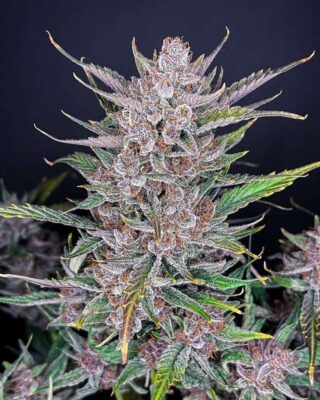 Gorilla Punch Auto-3 Samen - Seeds24