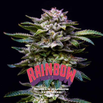 Gorilla Rainbow Feminisiert-4 Samen - Seeds24