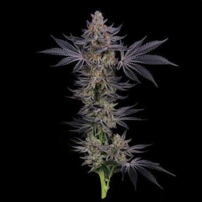 Gorilla Runtz Feminisiert-3 Samen - Seeds24