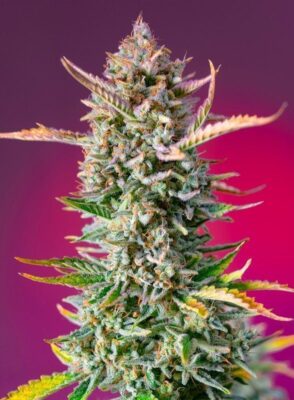 Gorilla Sherbet F1 Fast Version Feminisiert-3 Samen - Seeds24