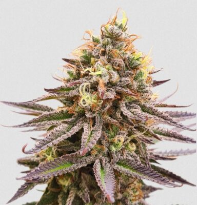 Gorilla Super Glue Feminisiert-3 Samen - Seeds24