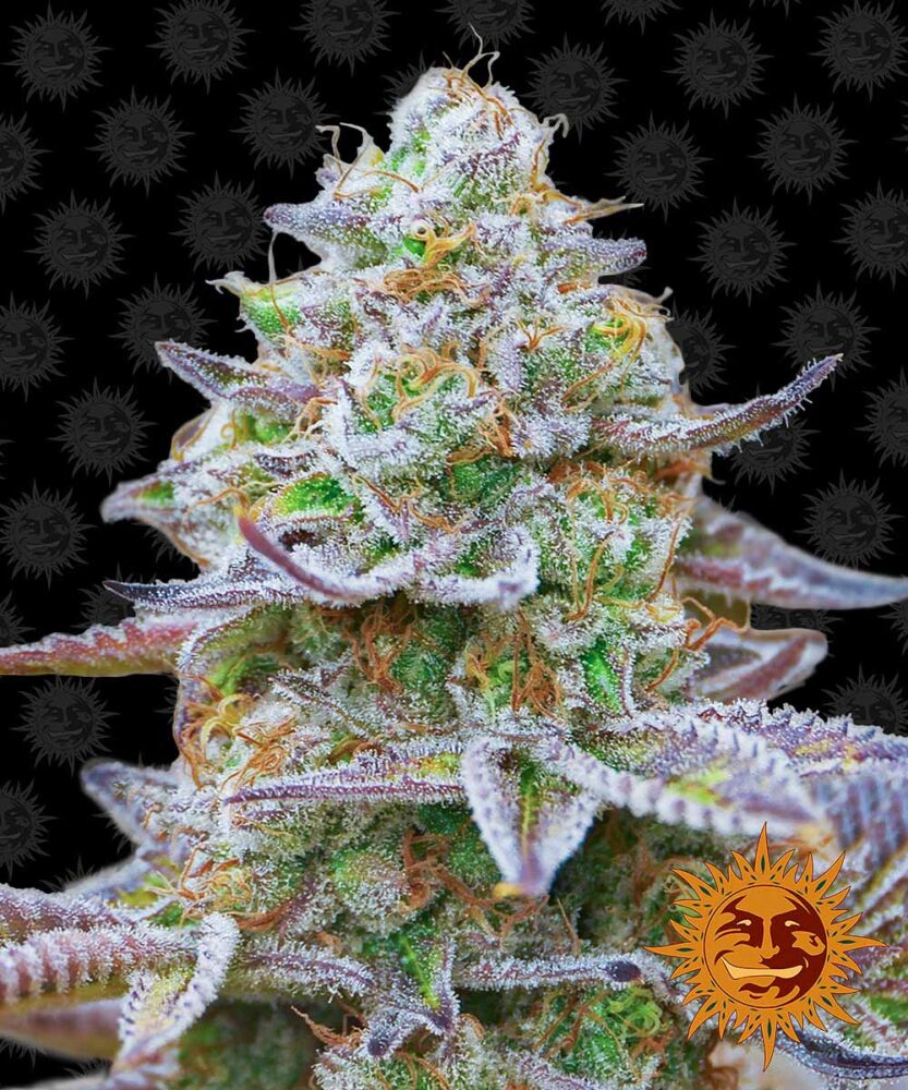 Gorilla Zkittlez  Feminisiert-3 Samen - Seeds24