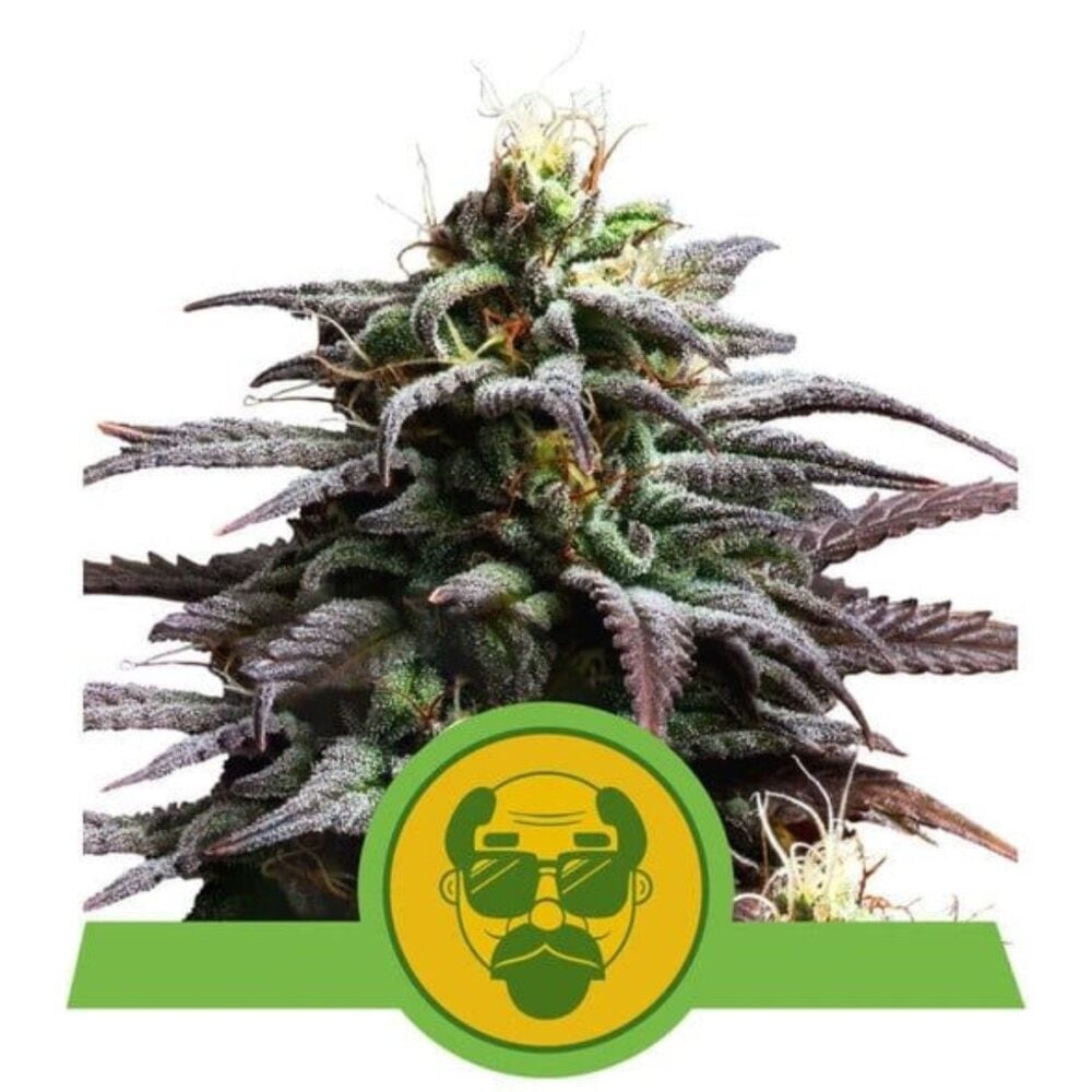 Granddaddy Purple Automatic-3 Samen - Seeds24