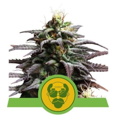 Granddaddy Purple Automatic-3 Samen - Seeds24