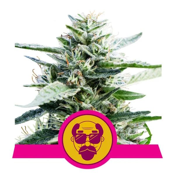 Granddaddy Purple Feminisiert-3 Samen - Seeds24