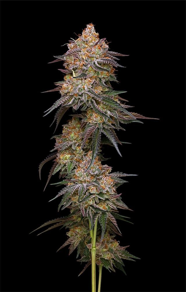 Granny Candy Feminisiert-3 Samen - Seeds24