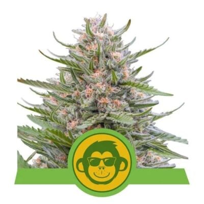 Grape Ape Automatic-3 Samen - Seeds24