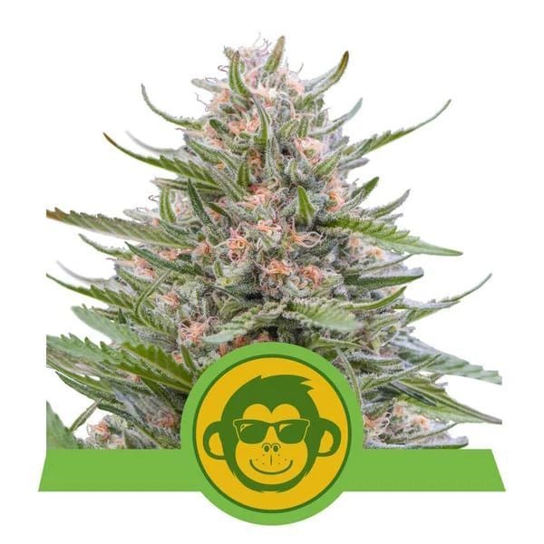Grape Ape Automatic-3 Samen - Seeds24