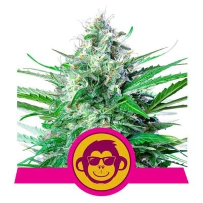 Grape Ape Feminisiert-3 Samen - Seeds24