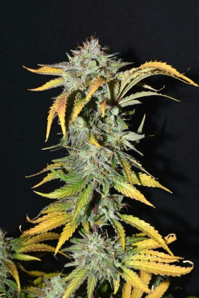 Grapefruit Auto-3 Samen - Seeds24
