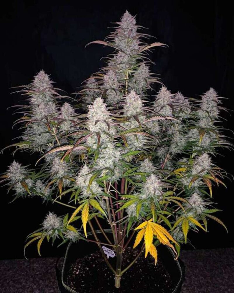 Green Crack Auto-3 Samen - Seeds24