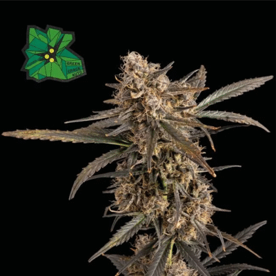 Green Crack Auto-50 Samen - Seeds24
