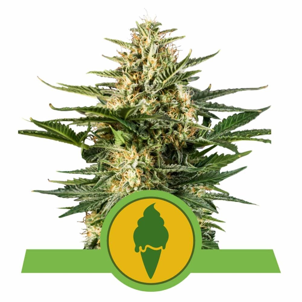 Green Gelato Automatic-3 Samen - Seeds24