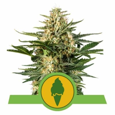 Green Gelato Automatic-3 Samen - Seeds24