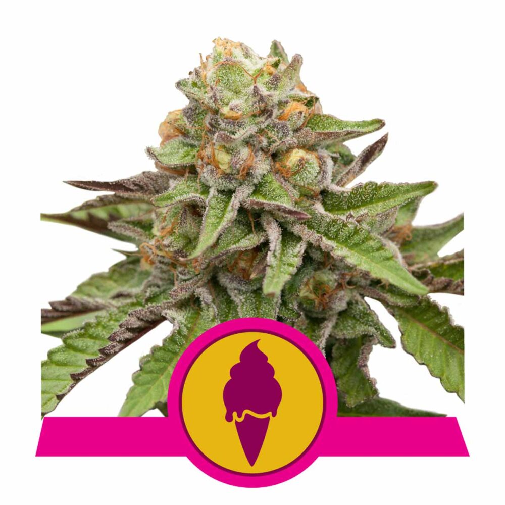Green Gelato Feminisiert-3 Samen - Seeds24