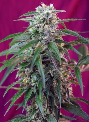 Green Poison Auto-3 Samen - Seeds24