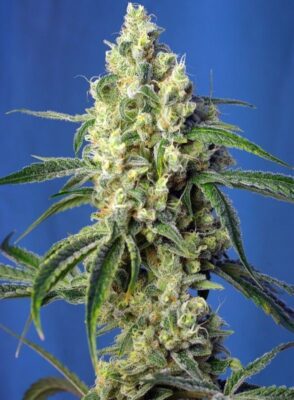 Green Poison CBD Feminisiert-3 Samen - Seeds24
