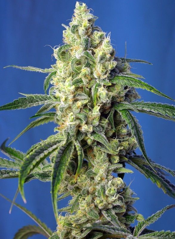 Green Poison CBD Feminisiert-3 Samen - Seeds24