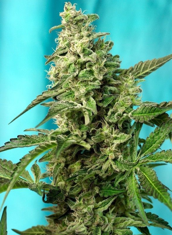 Green Poison F1 Fast Version Feminisiert-3 Samen - Seeds24