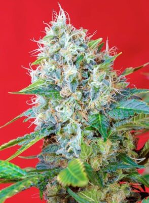 Green Poison Feminisiert-3 Samen - Seeds24