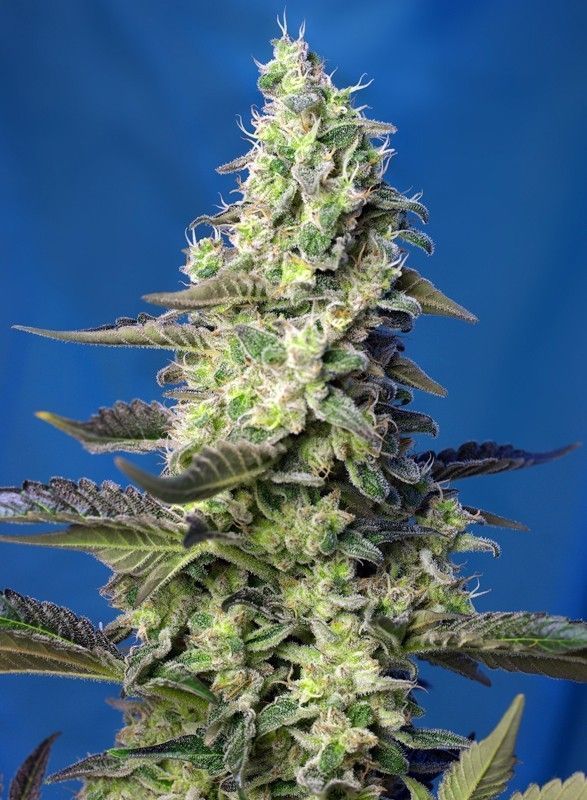 Green Poison XL Auto-3 Samen - Seeds24