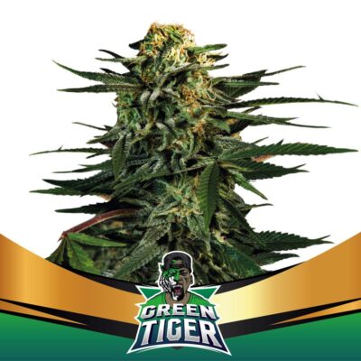 Green Tiger Feminisiert-4 Samen - Seeds24