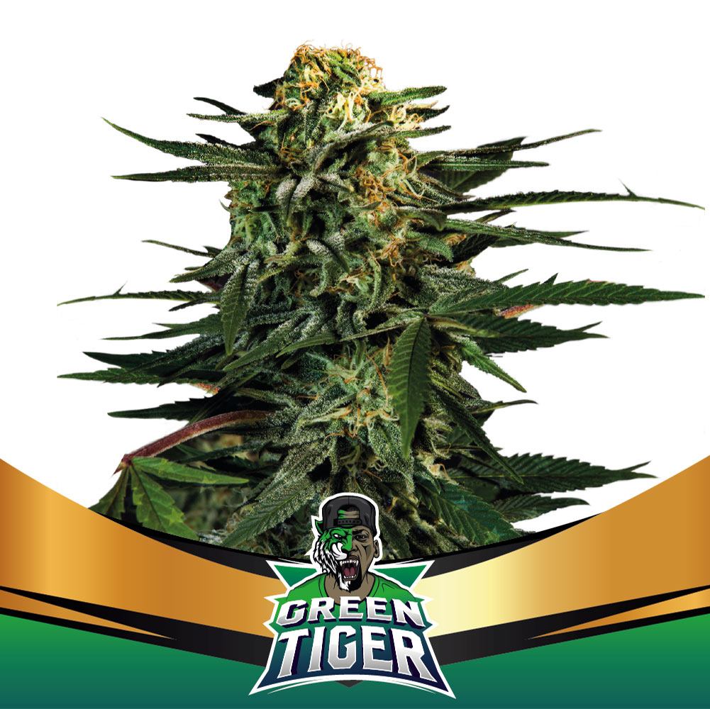 Green Tiger Feminisiert-4 Samen - Seeds24