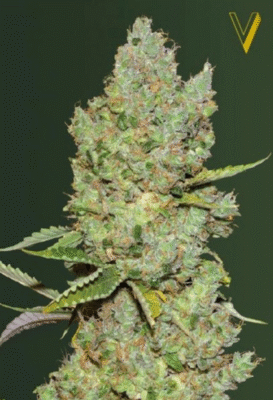 Green Wild Shark Automatic-3 Samen - Seeds24