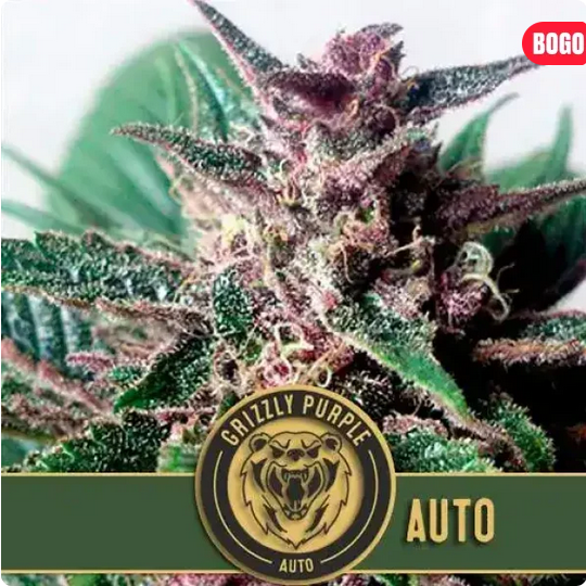 Grizzly Purple Auto Auto-3 Samen - Seeds24