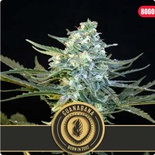 Guanabana Feminisiert-3 Samen - Seeds24