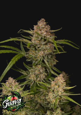 Guava Auto-3 Samen - Seeds24
