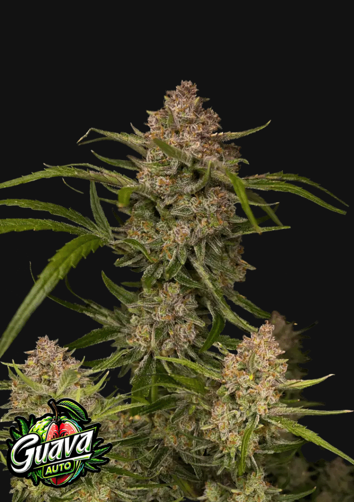 Guava Auto-3 Samen - Seeds24