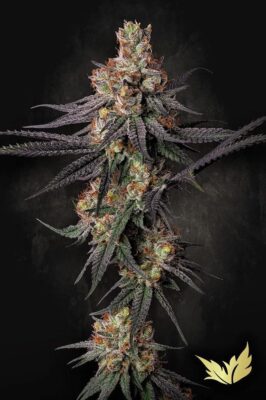 Gulupa Feminisiert-3 Samen - Seeds24