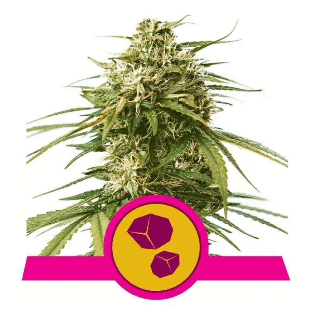 Gushers Feminisiert-3 Samen - Seeds24