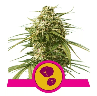 Gushers Feminisiert-3 Samen - Seeds24
