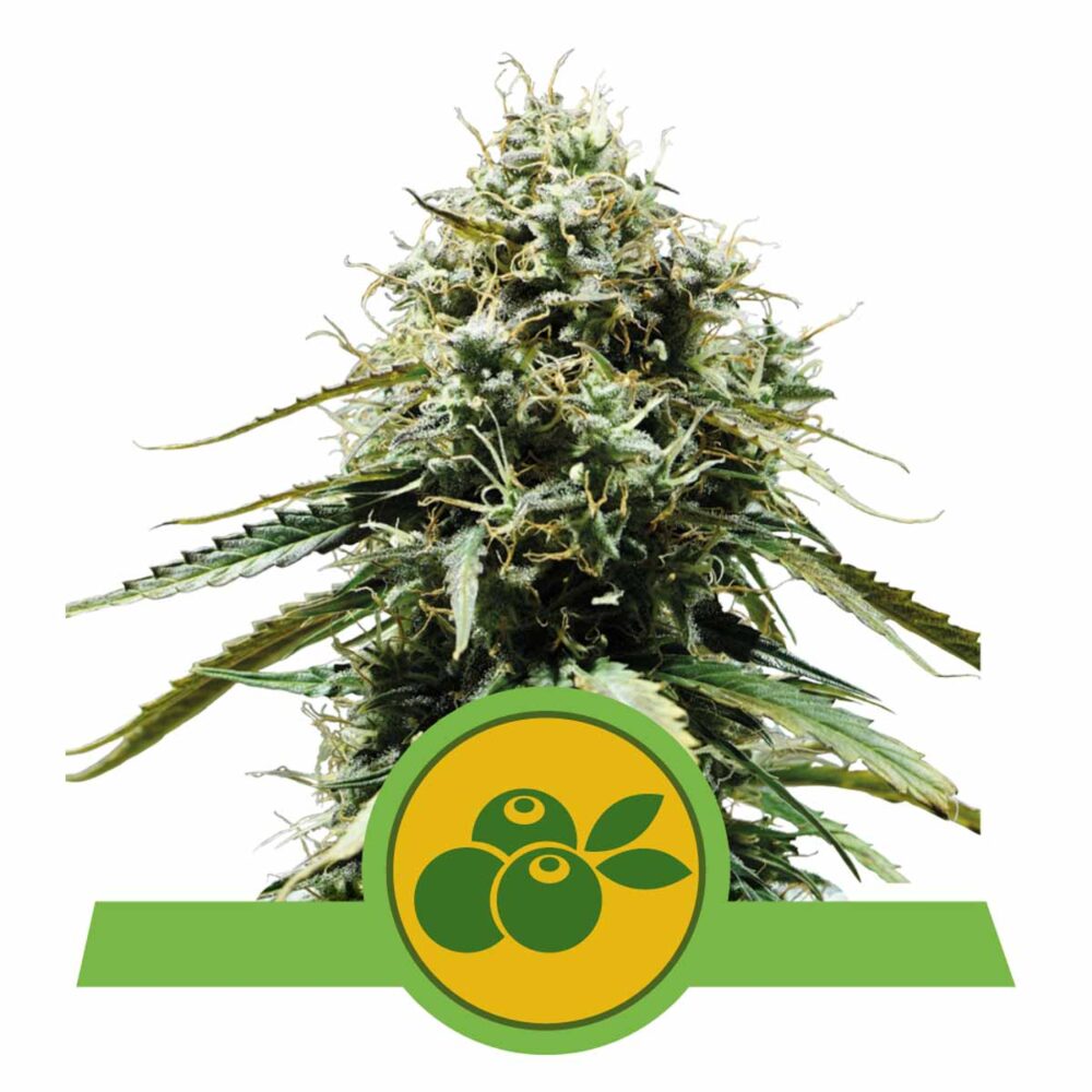 Haze Berry Automatic-3 Samen - Seeds24