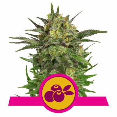 Haze Berry Feminisiert-3 Samen - Seeds24
