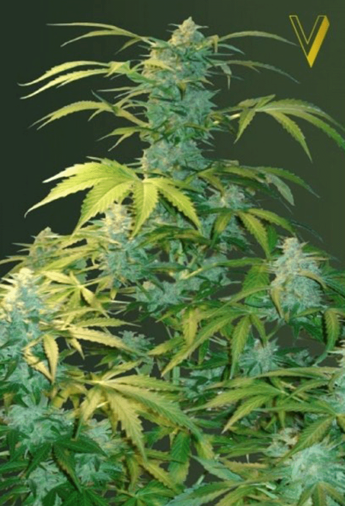 Heaven Automatic-3 Samen - Seeds24