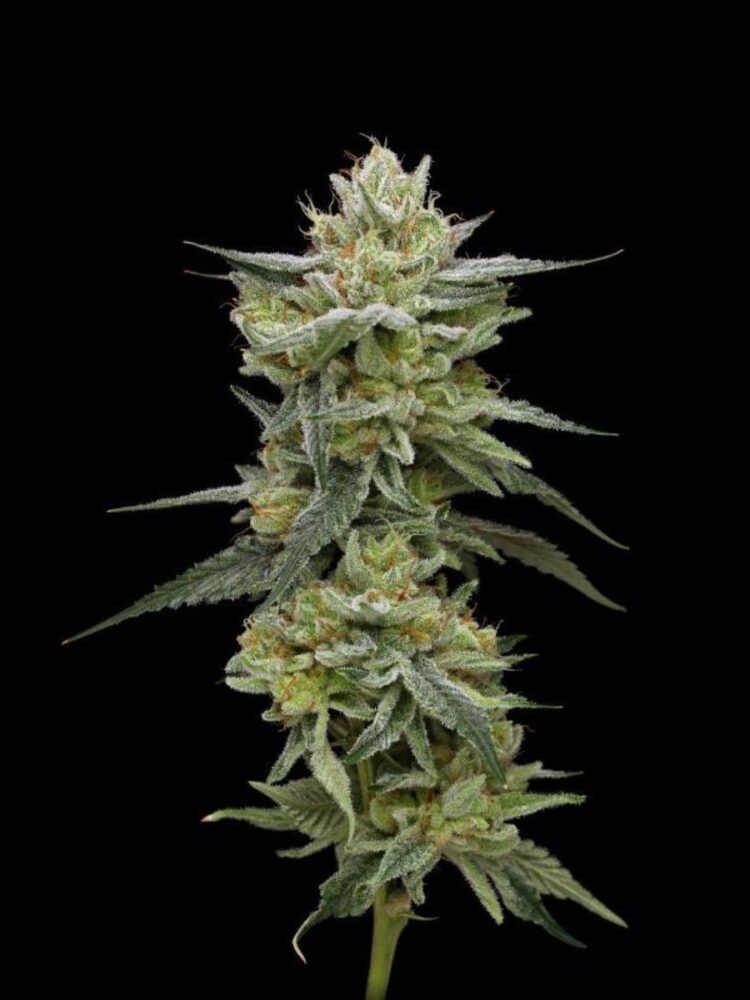 Hella Jelly Feminisiert-3 Samen - Seeds24