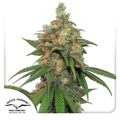 HiFi 4G Feminisiert-3 Samen - Seeds24