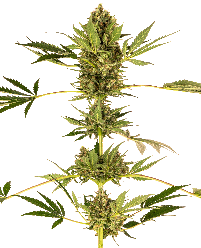 Himalayan CBD Feminisiert-3 Samen - Seeds24