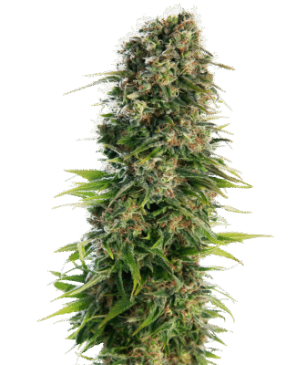 Hindu Kush Automatic-3 Samen - Seeds24