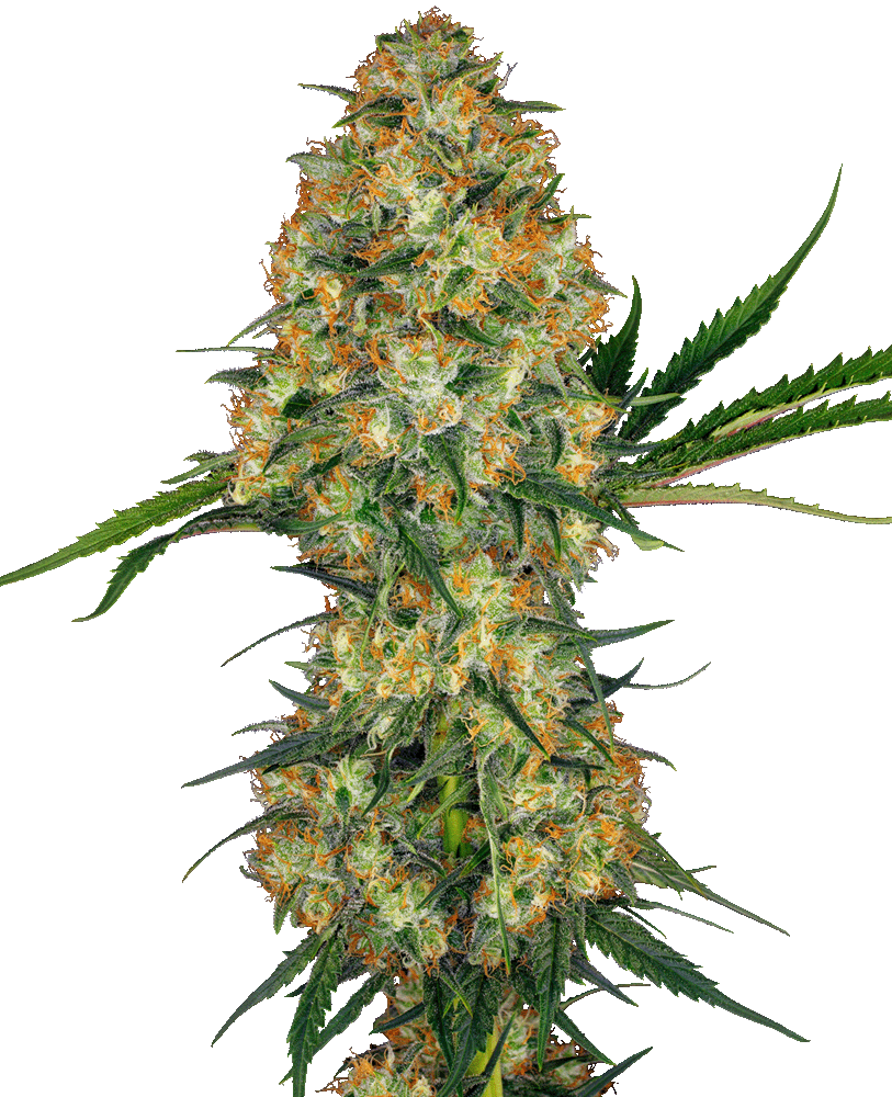 Hindu Kush Feminisiert-3 Samen - Seeds24