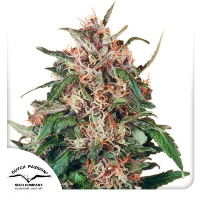 Hollands Hope Feminisiert-3 Samen - Seeds24