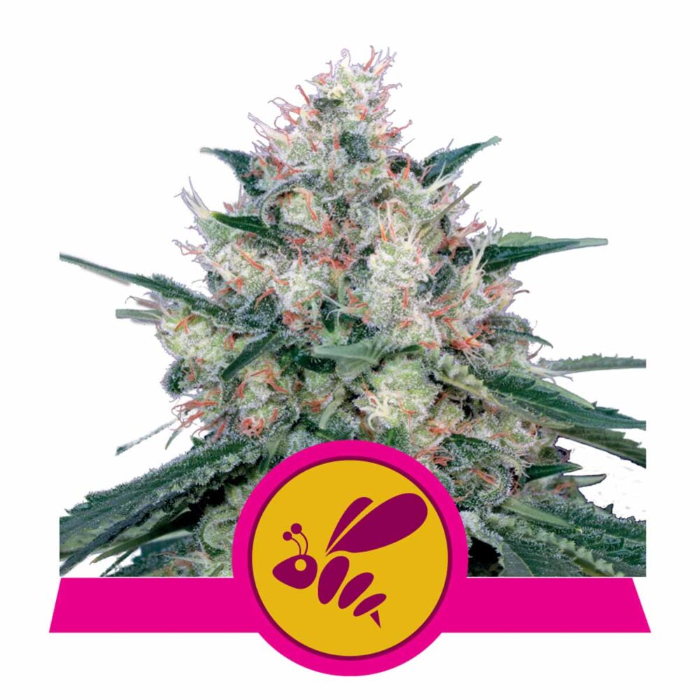 Honey Cream FAST Feminisiert-3 Samen - Seeds24