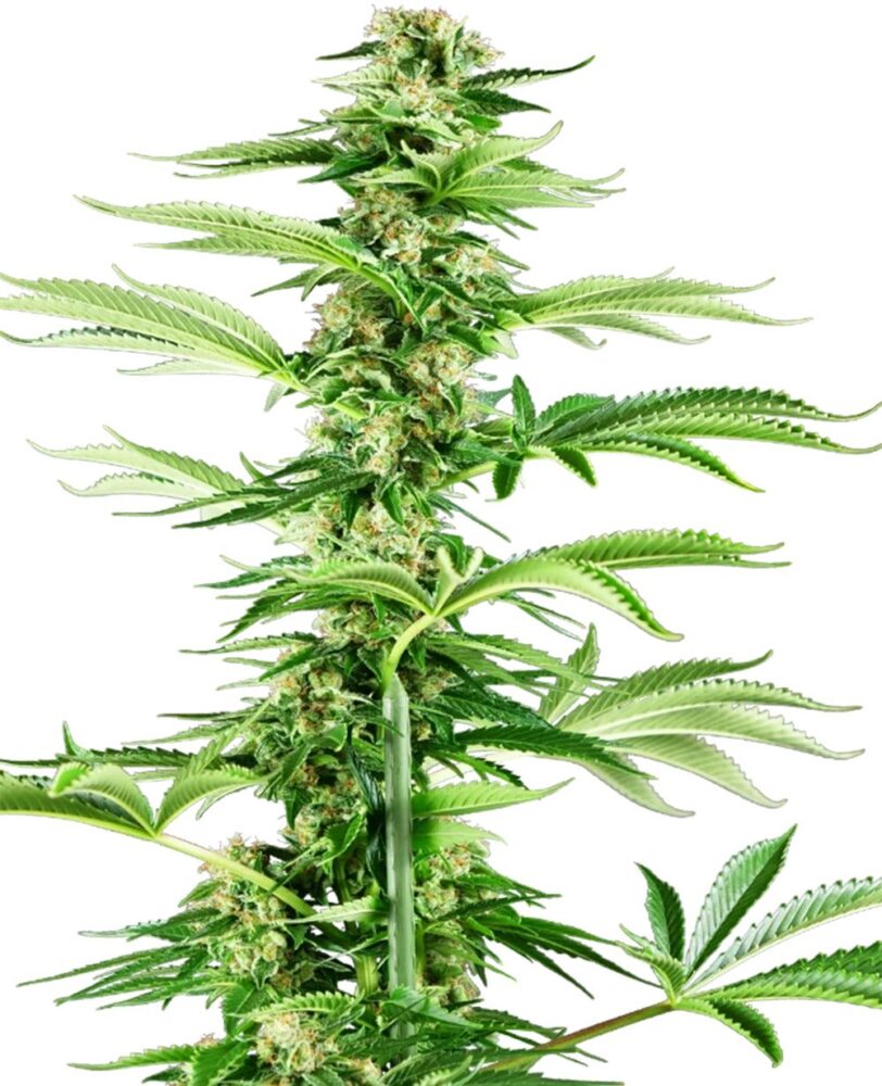 Honey Melon Haze Feminisiert-3 Samen - Seeds24