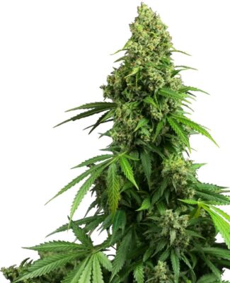 Honey Melon Kush Auto-3 Samen - Seeds24