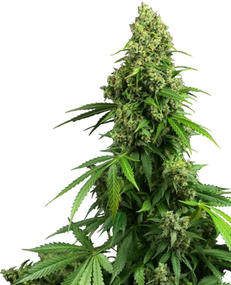 Honey Melon Kush Auto-3 Samen - Seeds24