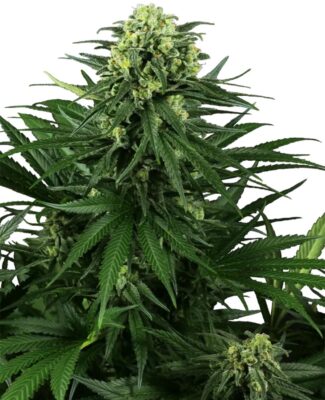 Honey Melon Kush Feminisiert-3 Samen - Seeds24